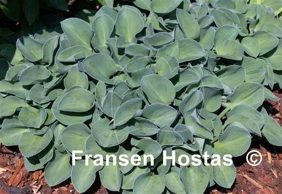 Hosta Most Popular FH Collection 2024