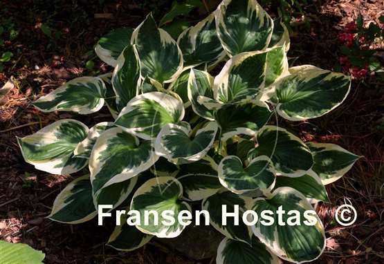 Hosta Most Popular FH Collection 2024