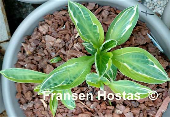 Hosta Moulin Rouge