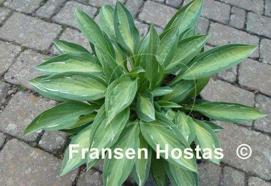 Hosta Moulin Rouge