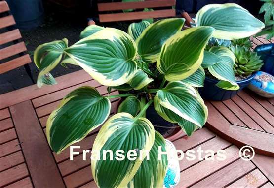 Hosta Mount Everest