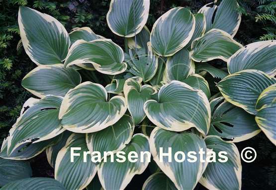 Hosta Mount Everest