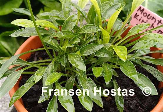 Hosta Mount Kirishima