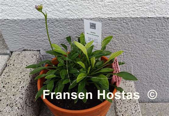 Hosta Mount Kirishima