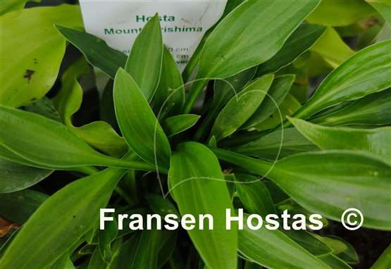 Hosta Mount Kirishima