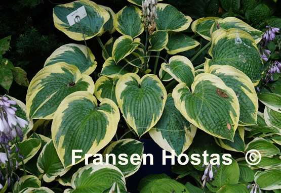Hosta Mount Tom