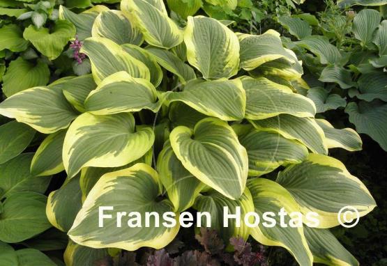 Hosta Mount Everest