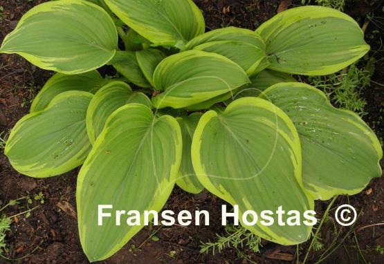 Hosta Mount Everest