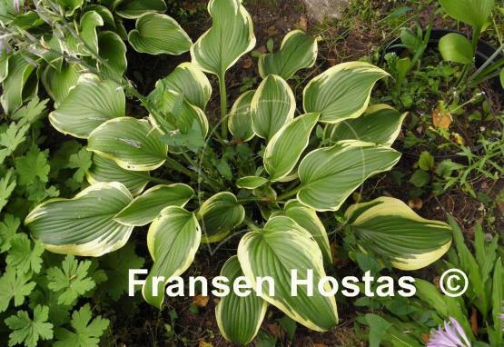 Hosta Mount Everest