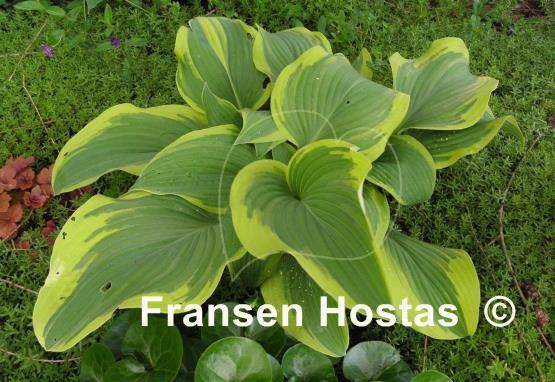 Hosta Mount Everest