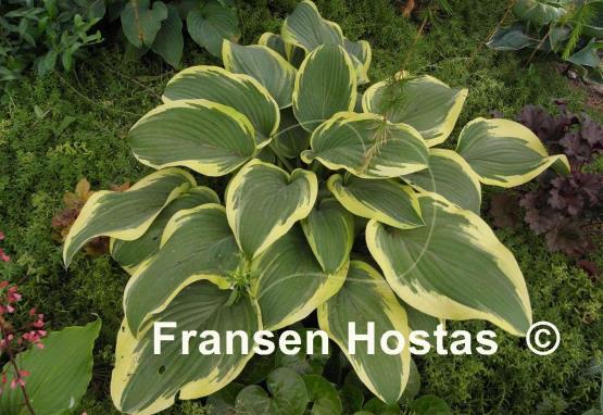 Hosta Mount Everest