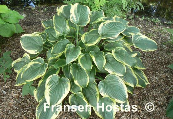 Hosta Mount Everest