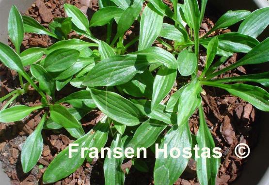 Hosta Mount Kirishima