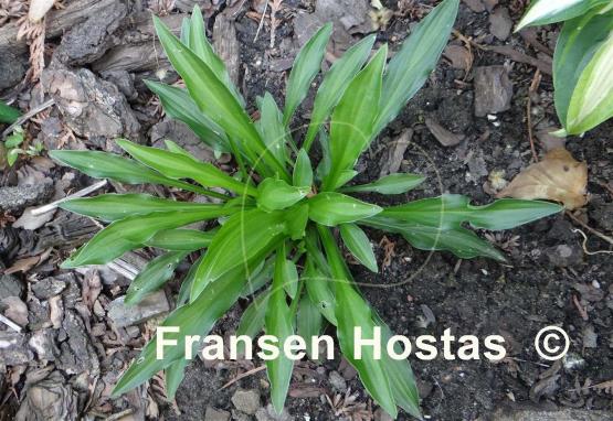 Hosta Mount Kirishima