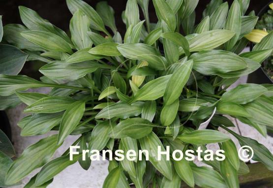 Hosta Mount Kirishima