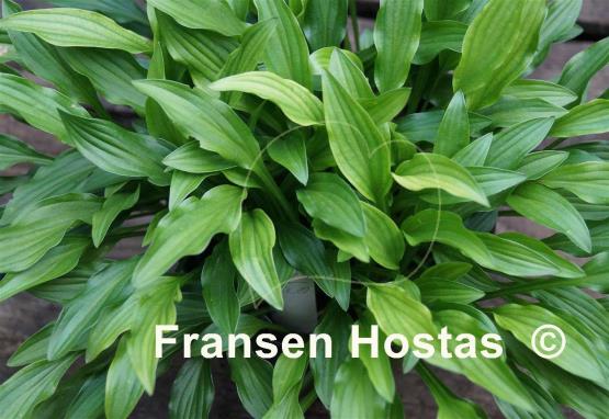 Hosta Mount Kirishima