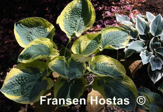 Hosta Mount Tom