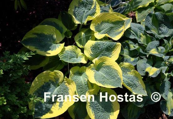 Hosta Mount Tom