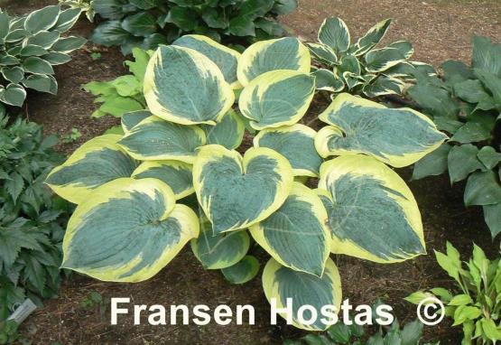 Hosta Mount Tom