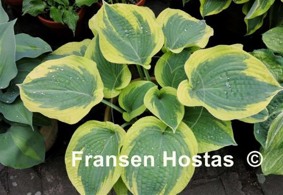 Hosta Mount Tom