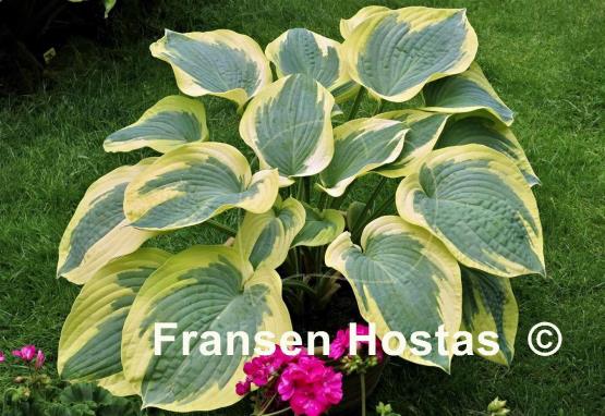 Hosta Mount Tom
