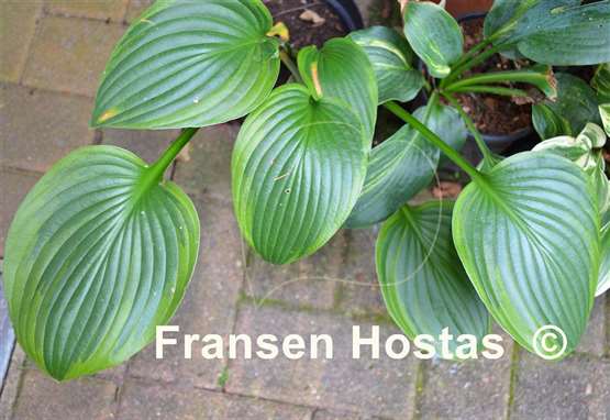 Hosta Mountain Green