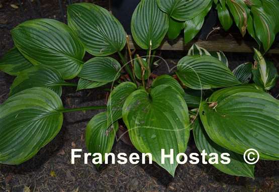 Hosta Mountain Green