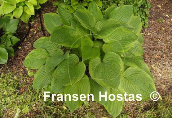 Hosta Mountain Green