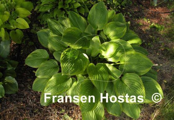 Hosta Mountain Green