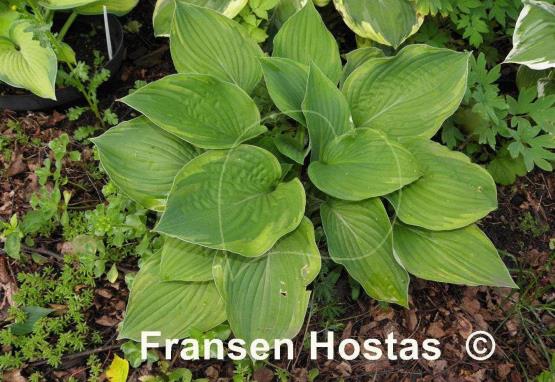 Hosta Mountain Green