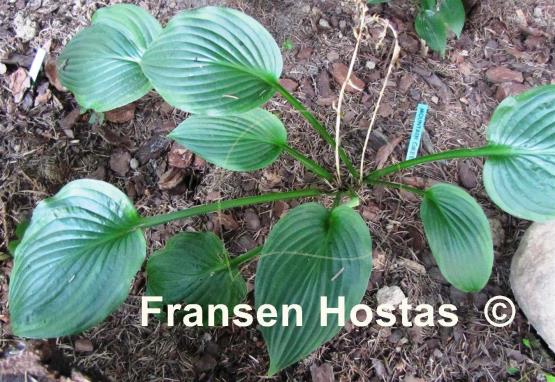 Hosta Mountain Green