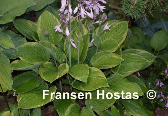 Hosta Mountain Green