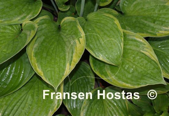 Hosta Mountain Green