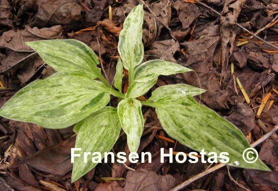 Hosta Mountain Mist