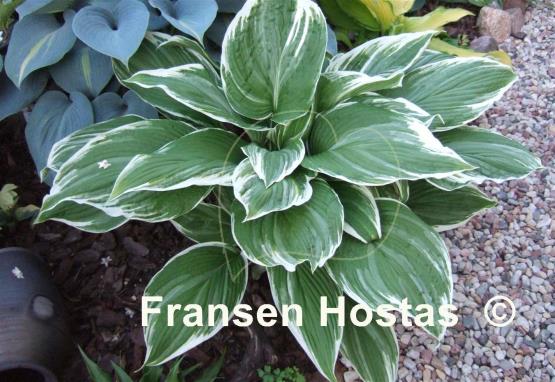 Hosta Mountain Snow