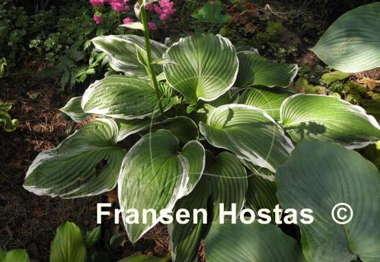 Hosta Mountain Snow