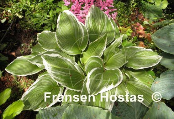 Hosta Mountain Snow