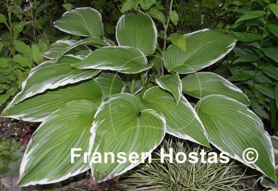 Hosta Mountain Snow