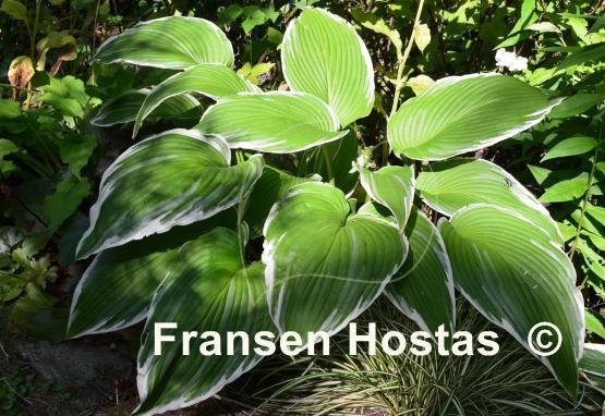 Hosta Mountain Snow