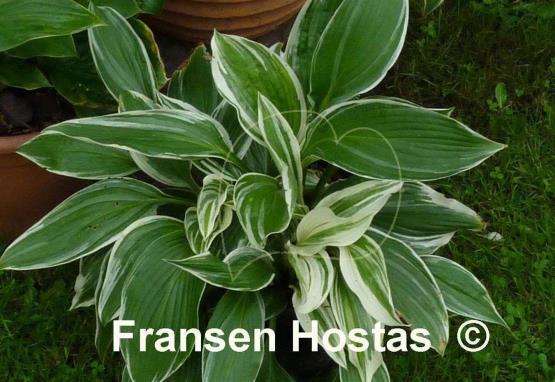 Hosta Mountain Snow