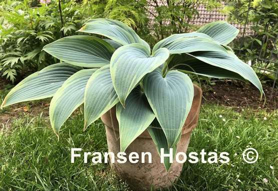 Hosta Mourning Dove