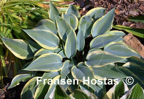 Hosta Mourning Dove
