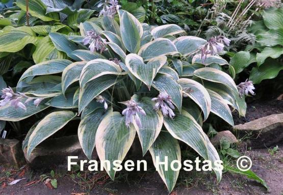 Hosta Mourning Dove
