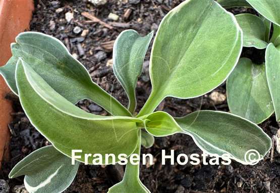 Hosta Mouse Aquarel