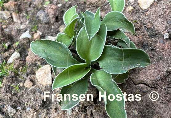 Hosta Mouse Aquarel