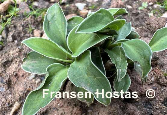 Hosta Mouse Aquarel