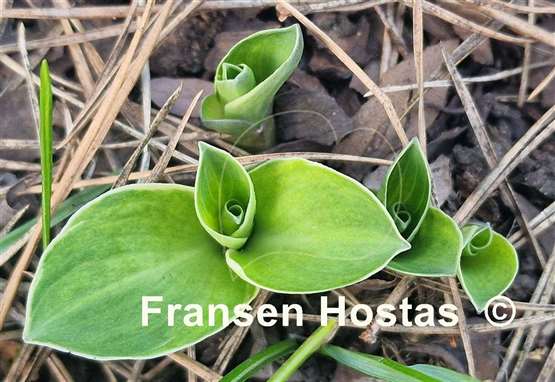 Hosta Mouse Aquarel