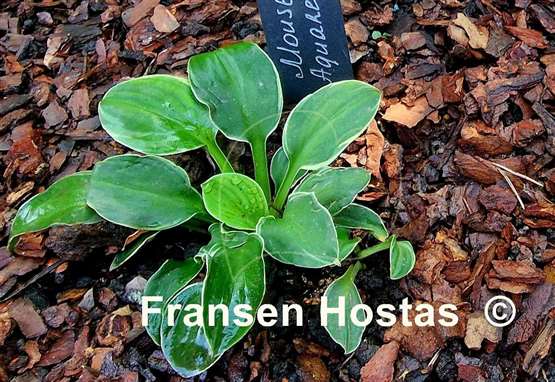 Hosta Mouse Aquarel