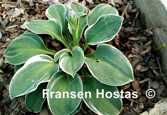 Hosta Mouse Aquarel