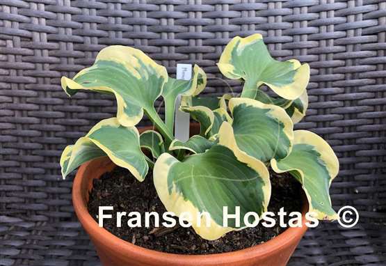 Hosta Mouse Capades